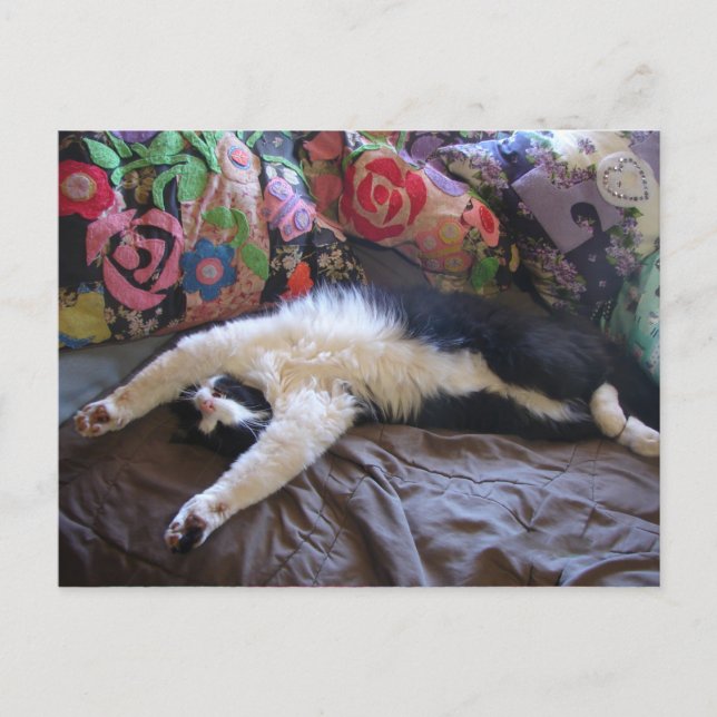 Kavajkatt Söt gör en mexikansk våg vykort (Framsida)