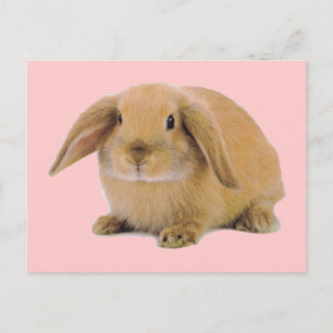 Kawaii Cute Bunny Rabbit Vykort