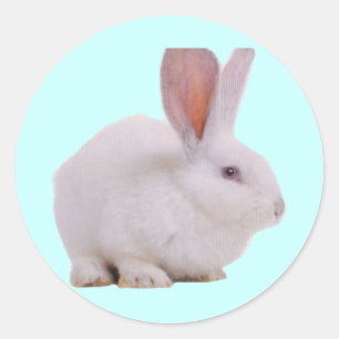 Kawaii Cute Bunny Runt Klistermärke