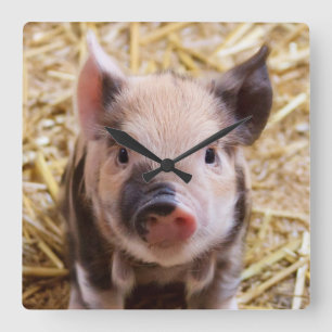 Kawaii söt, ätbar gris från baby gris fyrkantig klocka