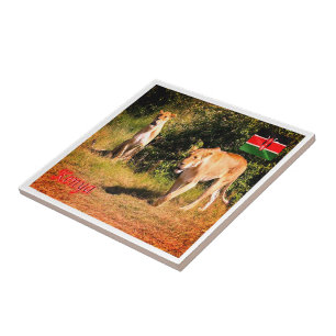 KE005 KENYA, Lejon, Afrika Kakelplatta