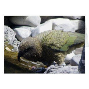 Kea: Alpreaköten Hälsningskort