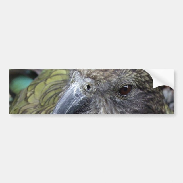 Kea Bildekal (Framsidan)