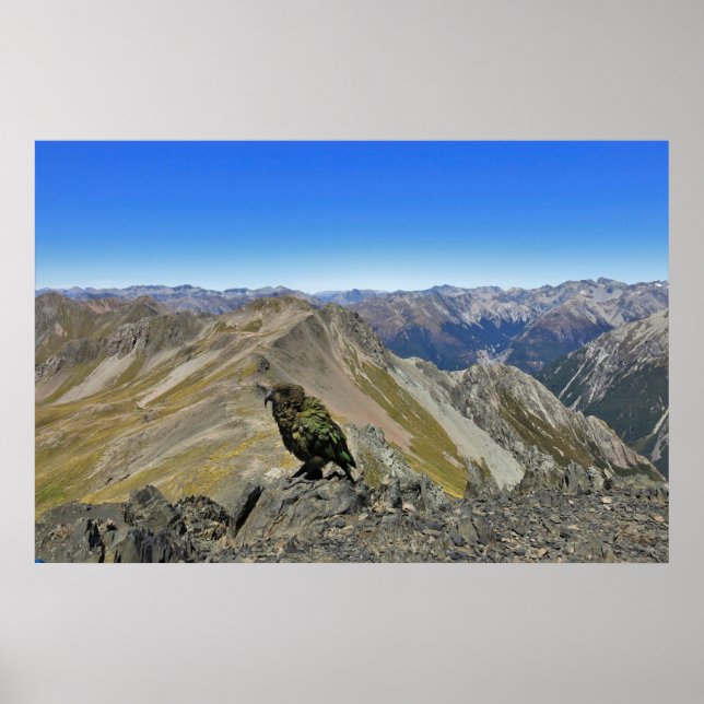 Kea i Arthur's Pass Poster (Framsidan)