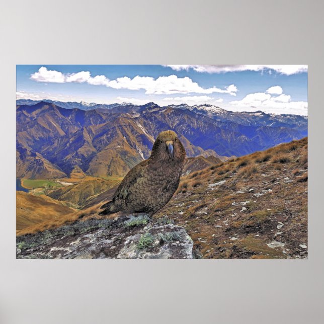 Kea Kountry Poster (Framsidan)