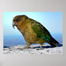 Kea - Nya Zeelands apelsinpapegoja
