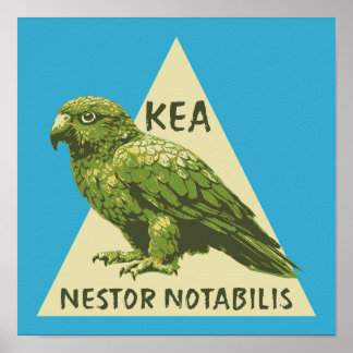 Kea nyzeeländsk fågel poster