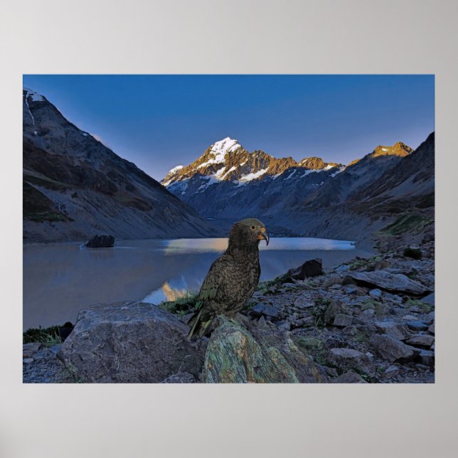 Kea och Aoraki Poster (Framsidan)