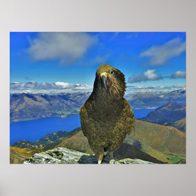 Kea of Ben Lomond Poster (Framsidan)