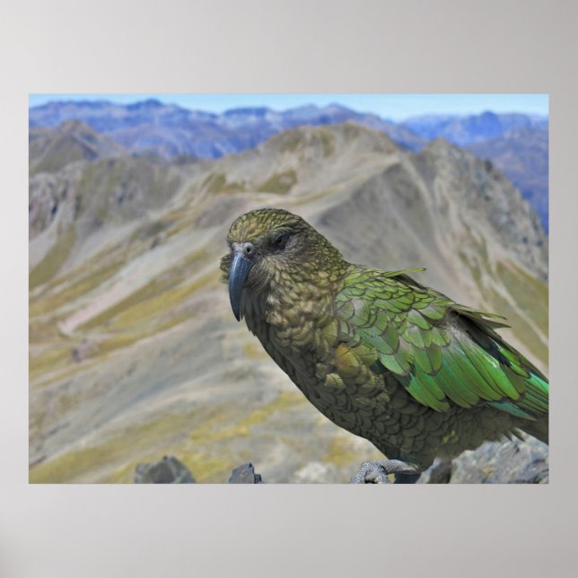 Kea på Avalanche Peak Poster (Framsidan)
