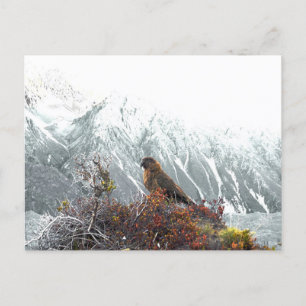 Kea Parrot, inhemska fåglar, helgdag Nya Zeeland Vykort