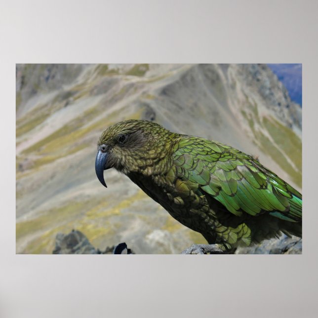 Kea Poster (Framsidan)
