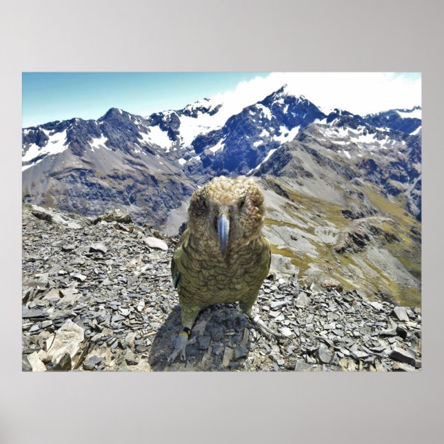 Kea stand off poster (Framsidan)