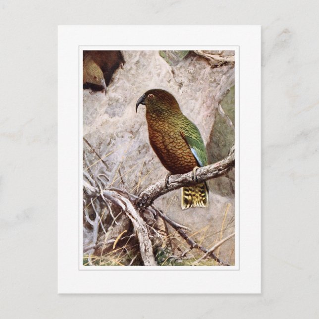 Kea Vykort (Framsida)