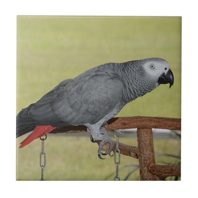 Kebe Congo African Grått Parrot Kakelplatta (Framsidan)