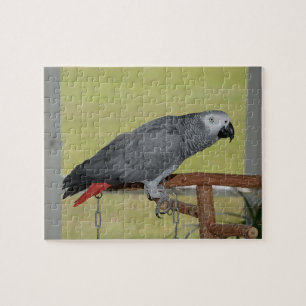 Kebe Congo African Grått Parrot Pussel