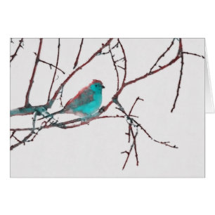 KedjaBleu Waxbill OBS Kort