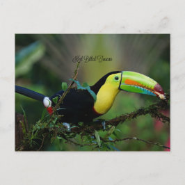 Keel Billed Toucan, tropisk fågel Vykort