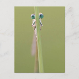 keepin" en öga på dig vykort