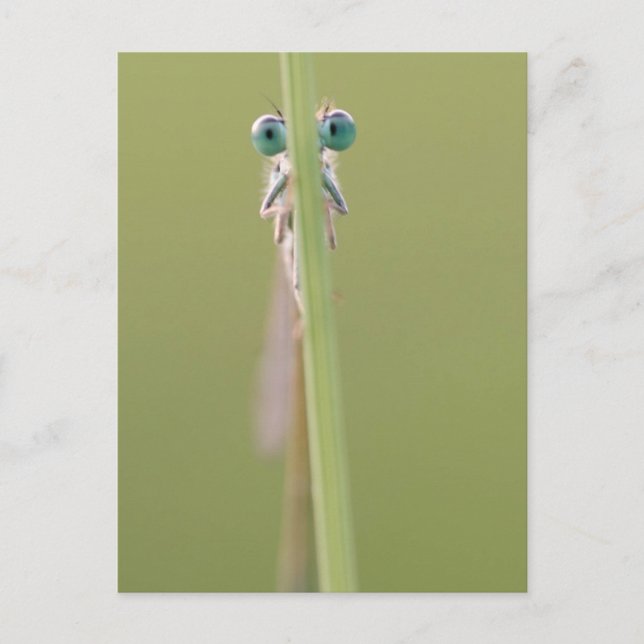 keepin" en öga på dig vykort (Framsida)