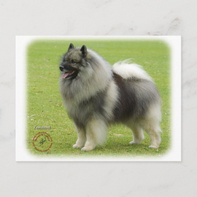 Keeshond 9J28D-01 Vykort (Framsida)