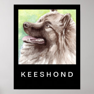 Keeshond akvarellporträtt poster
