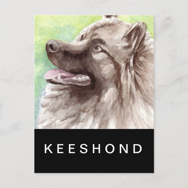Keeshond akvarellporträtt vykort (Framsida)