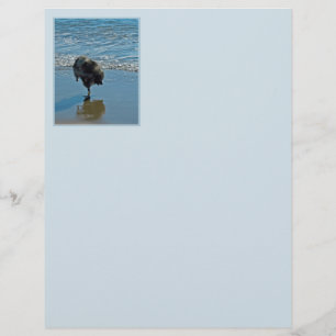 Keeshond Ballet Photograph - Cute Original Hund Ar