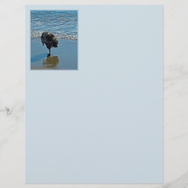 Keeshond Ballet Photograph - Cute Original Hund Ar (Framsida)