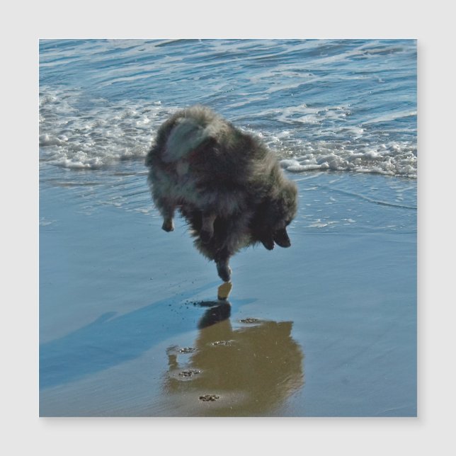 Keeshond Ballet Photograph - Cute Original Hund Ar (Framsida)