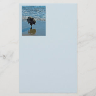 Keeshond Ballet Photograph - Cute Original Hund Ar Brevpapper