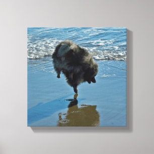 Keeshond Ballet Photograph - Cute Original Hund Ar Canvastryck