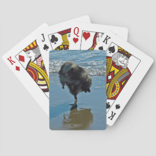 Keeshond Ballet Photograph - Cute Original Hund Ar Casinokort