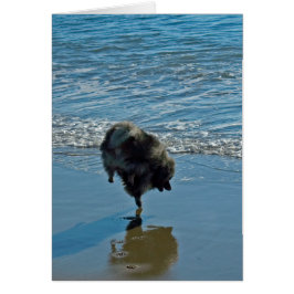 Keeshond Ballet Photograph - Cute Original Hund Ar Hälsningskort