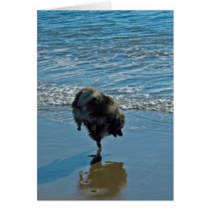 Keeshond Ballet Photograph - Cute Original Hund Ar Hälsningskort