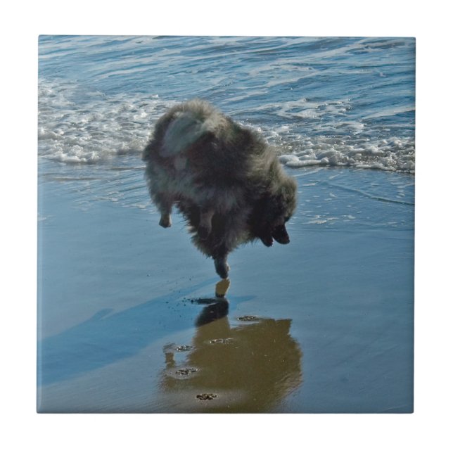Keeshond Ballet Photograph - Cute Original Hund Ar Kakelplatta (Framsidan)