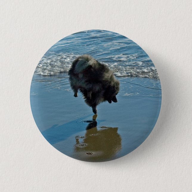 Keeshond Ballet Photograph - Cute Original Hund Ar Knapp (Framsida)