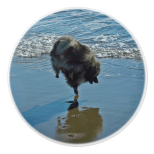 Keeshond Ballet Photograph - Cute Original Hund Ar Knopp