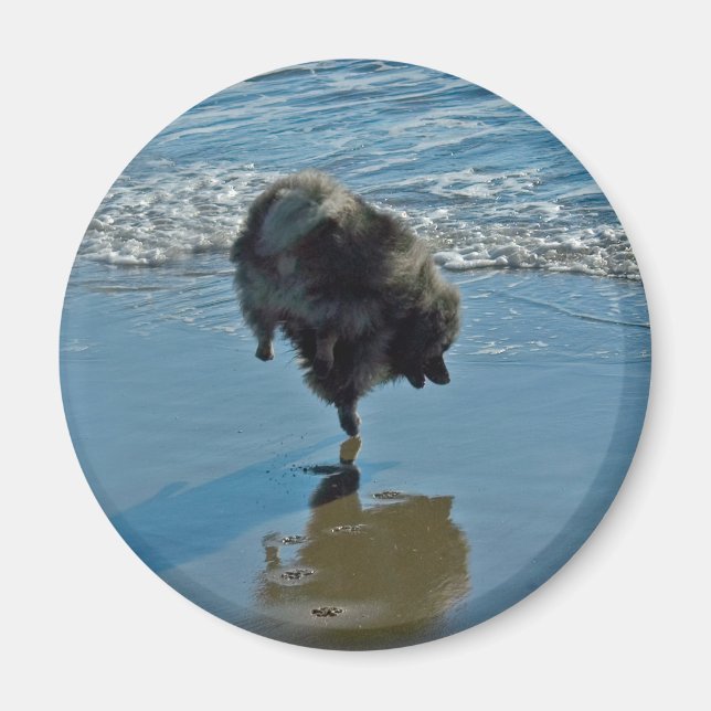 Keeshond Ballet Photograph - Cute Original Hund Ar Magnet (Framsidan)