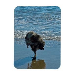 Keeshond Ballet Photograph - Cute Original Hund Ar Magnet