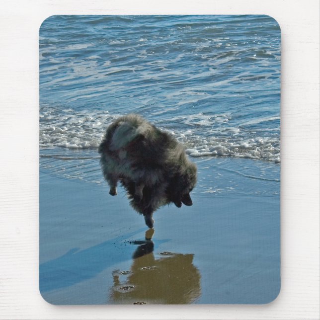 Keeshond Ballet Photograph - Cute Original Hund Ar Musmatta (Framsidan)