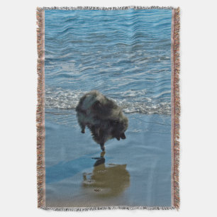 Keeshond Ballet Photograph - Cute Original Hund Ar Mysfilt