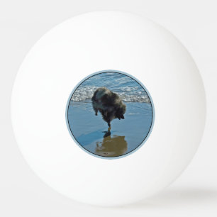 Keeshond Ballet Photograph - Cute Original Hund Ar Pingisboll
