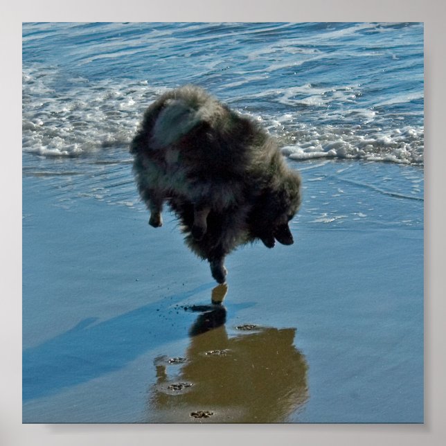 Keeshond Ballet Photograph - Cute Original Hund Ar Poster (Framsidan)