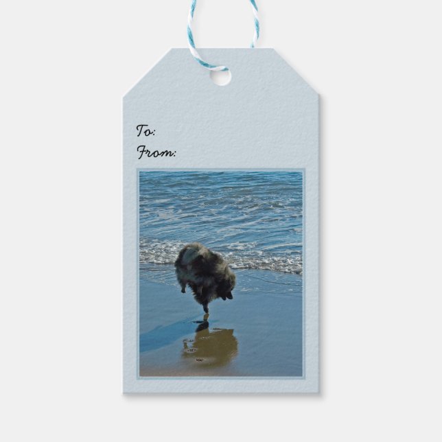 Keeshond Ballet Photograph - Cute Original Hund Ar Presentetikett (Framsidan)