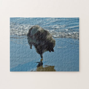 Keeshond Ballet Photograph - Cute Original Hund Ar Pussel