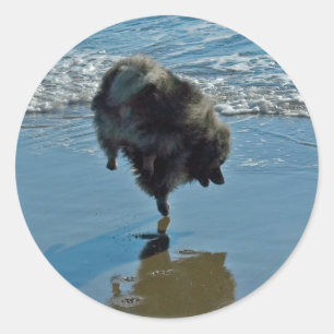 Keeshond Ballet Photograph - Cute Original Hund Ar Runt Klistermärke
