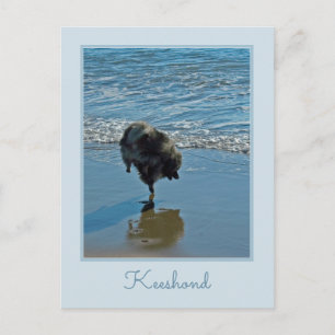 Keeshond Ballet Photograph - Cute Original Hund Ar Vykort