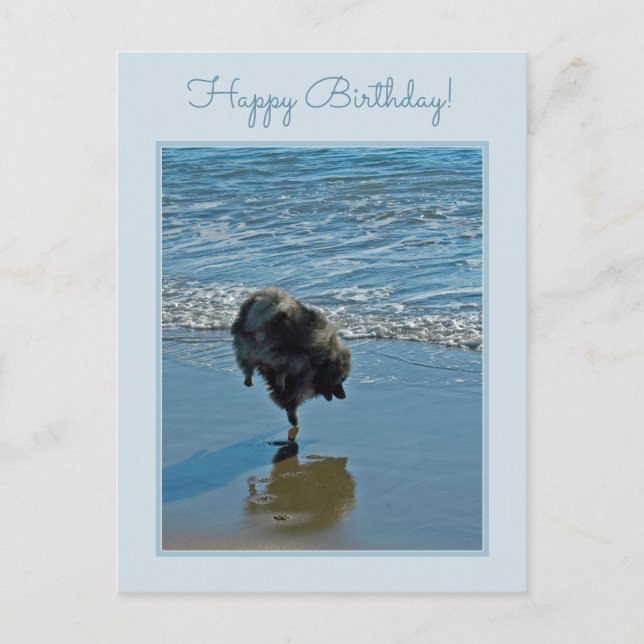 Keeshond Ballet Photograph - Cute Original Hund Ar Vykort (Framsida)