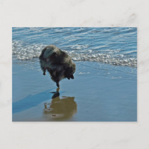 Keeshond Ballet Photograph - Cute Original Hund Ar Vykort